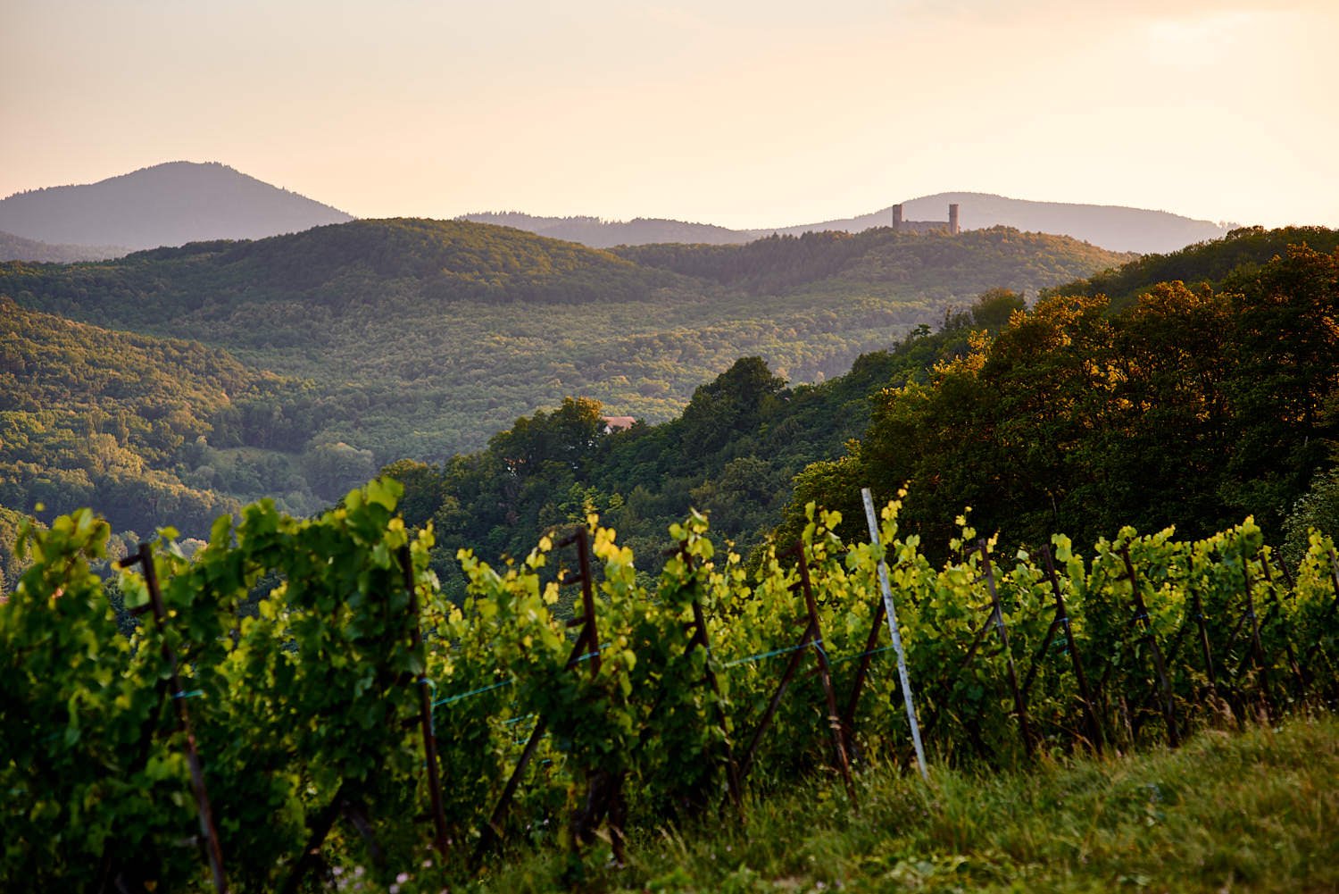 photo couple mariage day after romantique vignes barr nature dites cheese 020